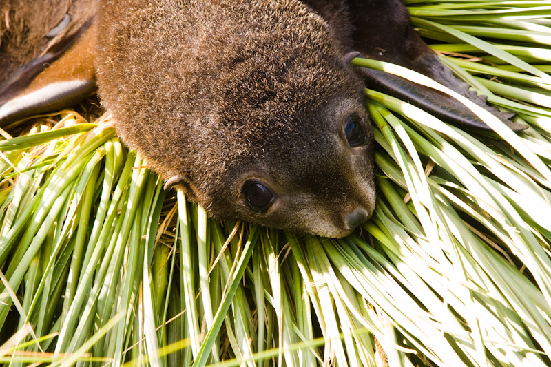 Antarctic Fur Seal